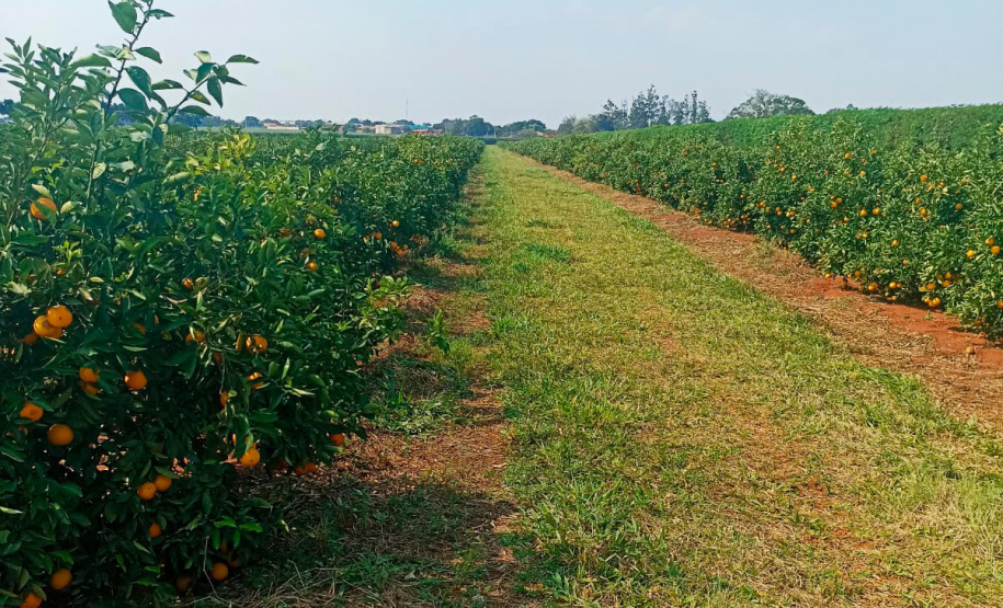 Paraná avança na luta contra o greening com força-tarefa que erradicou mais de 200 plantas sintomáticas no Noroeste