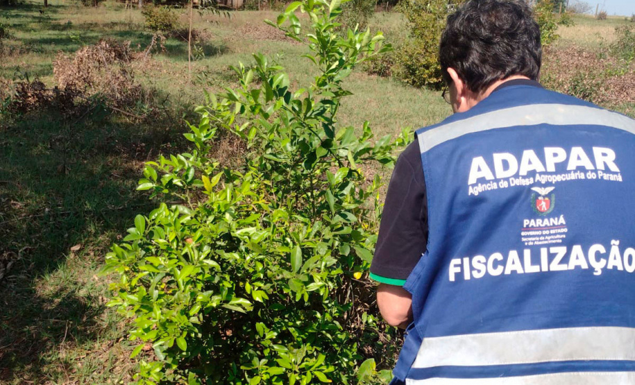 Paraná avança na luta contra o greening com força-tarefa que erradicou mais de 200 plantas sintomáticas no Noroeste