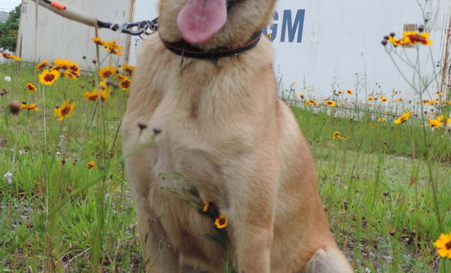 Conheça o Raman, primeiro integrante canino da Polícia Científica