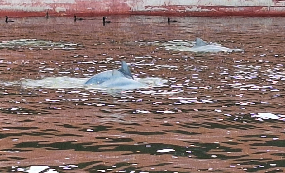 Baía dos Golfinhos: passeio é um dos favoritos dos turistas que descem do navio de cruzeiro em Paranaguá