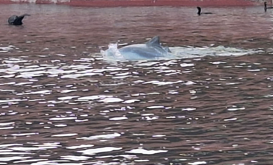 Baía dos Golfinhos: passeio é um dos favoritos dos turistas que descem do navio de cruzeiro em Paranaguá