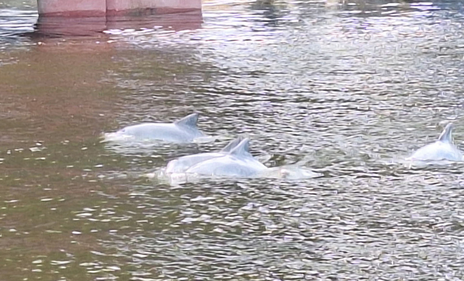 Baía dos Golfinhos: passeio é um dos favoritos dos turistas que descem do navio de cruzeiro em Paranaguá