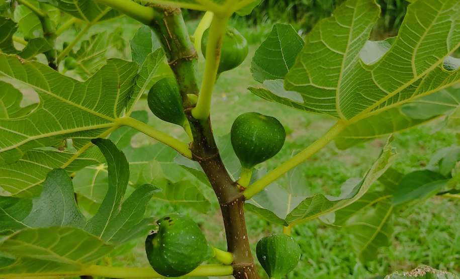 Inovações na Fruticultura são destaque durante o Show Rural Coopavel 2025