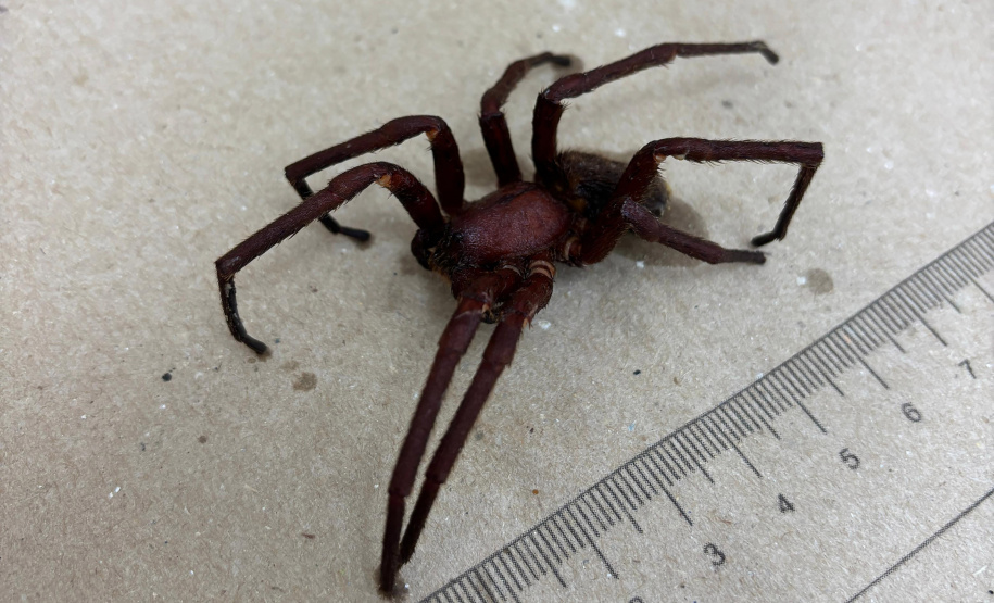 Sesa alerta para cuidados com animais peçonhentos durante o verão