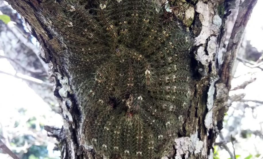 Sesa alerta para cuidados com animais peçonhentos durante o verão