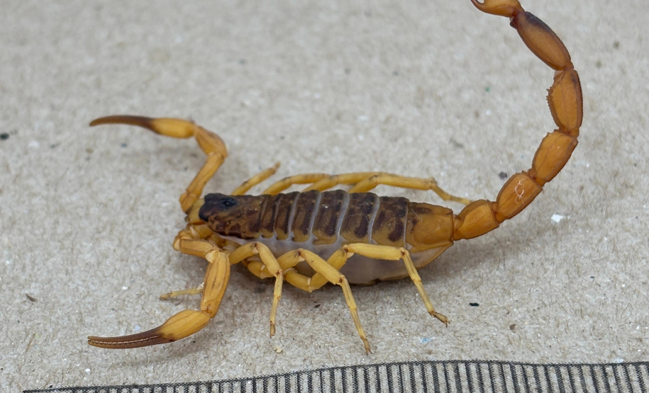 Sesa alerta para cuidados com animais peçonhentos durante o verão