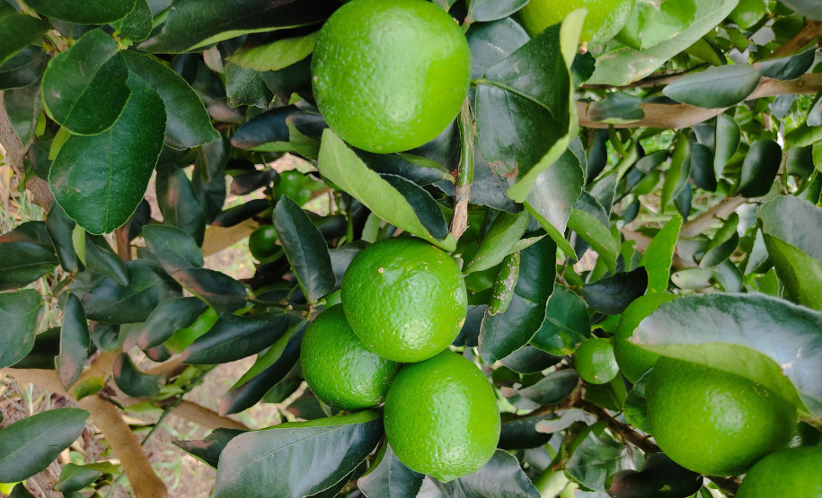 Inovações na Fruticultura são destaque durante o Show Rural Coopavel 2025