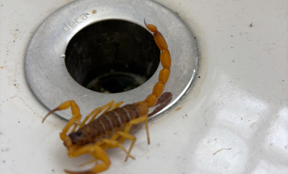 Sesa alerta para cuidados com animais peçonhentos durante o verão