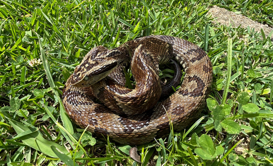 Sesa alerta para cuidados com animais peçonhentos durante o verão