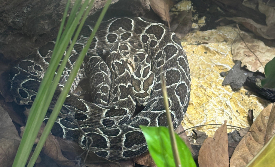 Sesa alerta para cuidados com animais peçonhentos durante o verão
