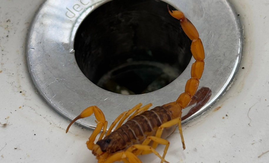 Sesa alerta para cuidados com animais peçonhentos durante o verão