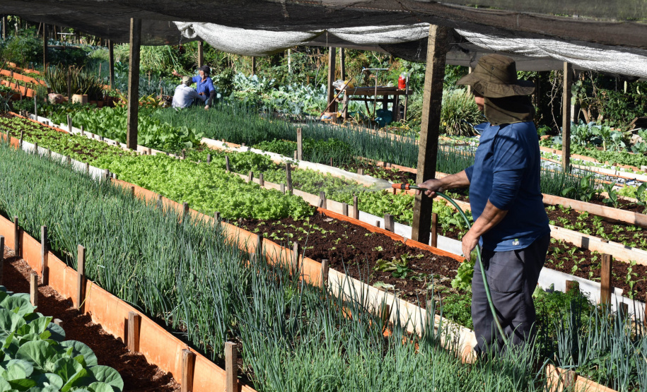 Programa de hortas comunitárias da Copel chega a 2025 com mais seis unidades