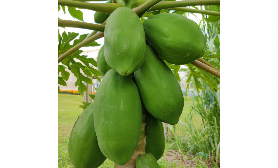 Inovações na Fruticultura são destaque durante o Show Rural Coopavel 2025