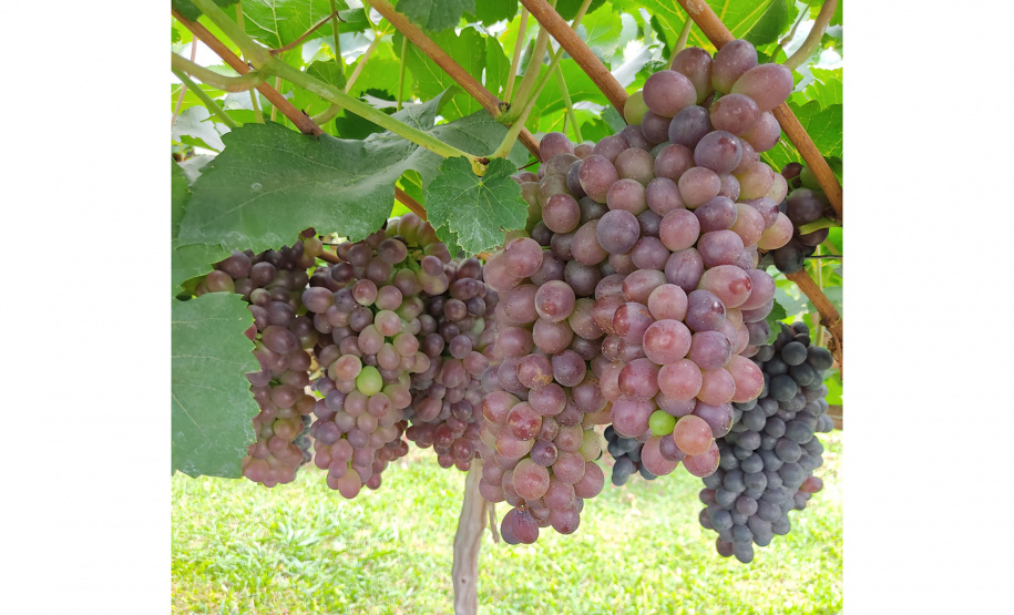 Inovações na Fruticultura são destaque durante o Show Rural Coopavel 2025