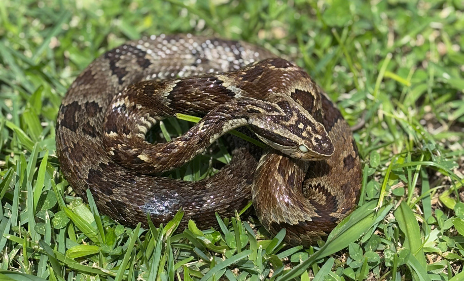 Sesa alerta para cuidados com animais peçonhentos durante o verão