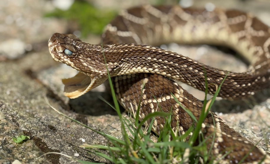 Sesa alerta para cuidados com animais peçonhentos durante o verão