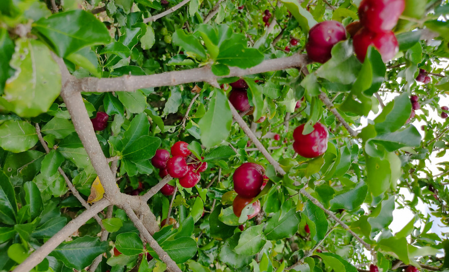 Inovações na Fruticultura são destaque durante o Show Rural Coopavel 2025