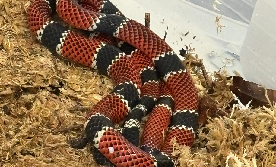 Sesa alerta para cuidados com animais peçonhentos durante o verão