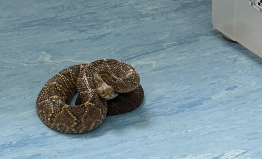 Sesa alerta para cuidados com animais peçonhentos durante o verão