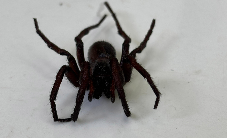 Sesa alerta para cuidados com animais peçonhentos durante o verão