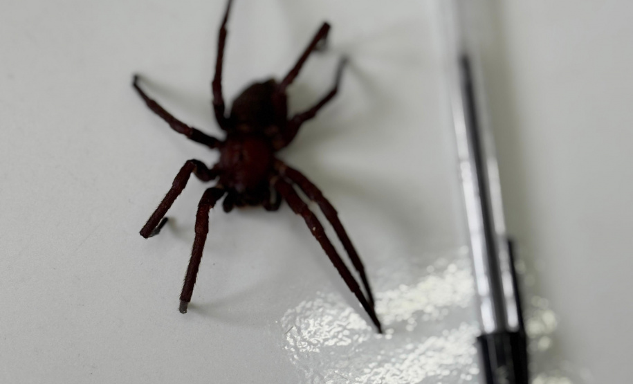 Sesa alerta para cuidados com animais peçonhentos durante o verão