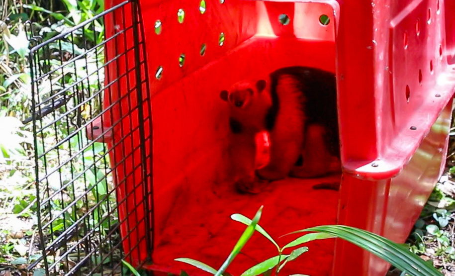 Equipe do IAT devolve tamanduá mirim à natureza