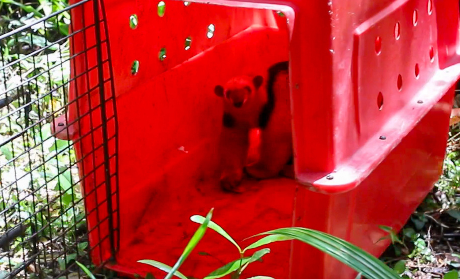 Equipe do IAT devolve tamanduá mirim à natureza