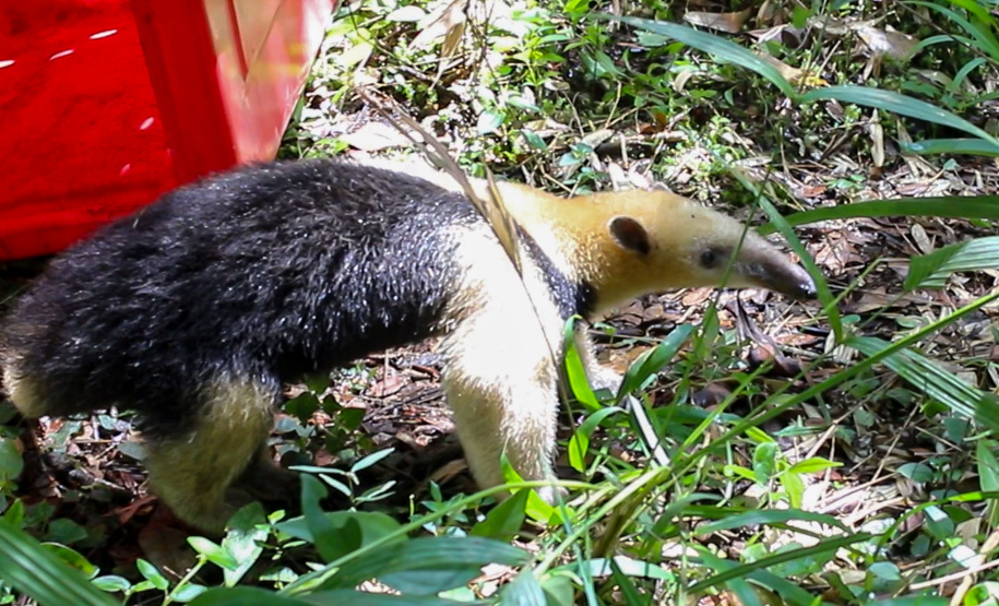 Equipe do IAT devolve tamanduá mirim à natureza