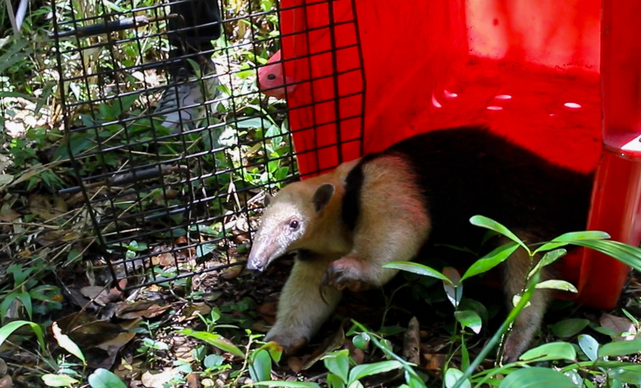 Equipe do IAT devolve tamanduá mirim à natureza