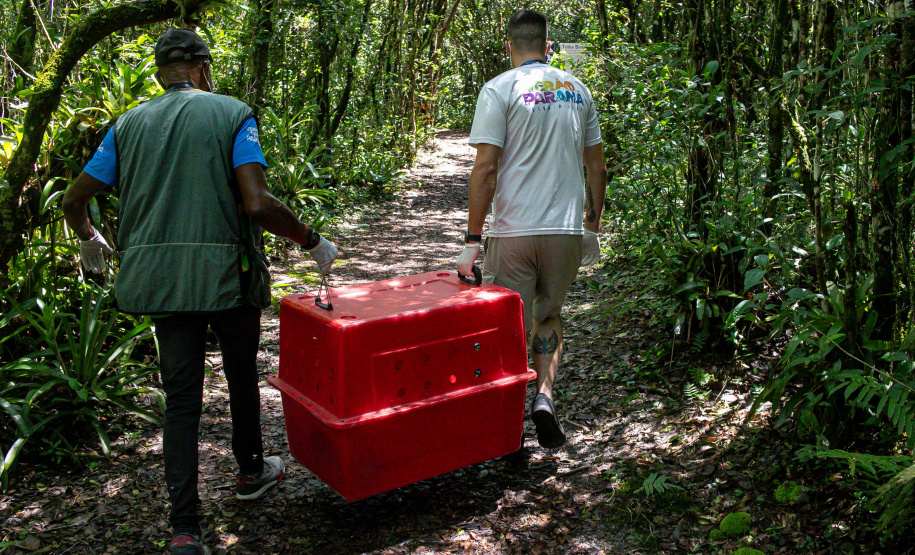 Equipe do IAT devolve tamanduá mirim à natureza