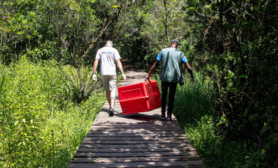 Equipe do IAT devolve tamanduá mirim à natureza