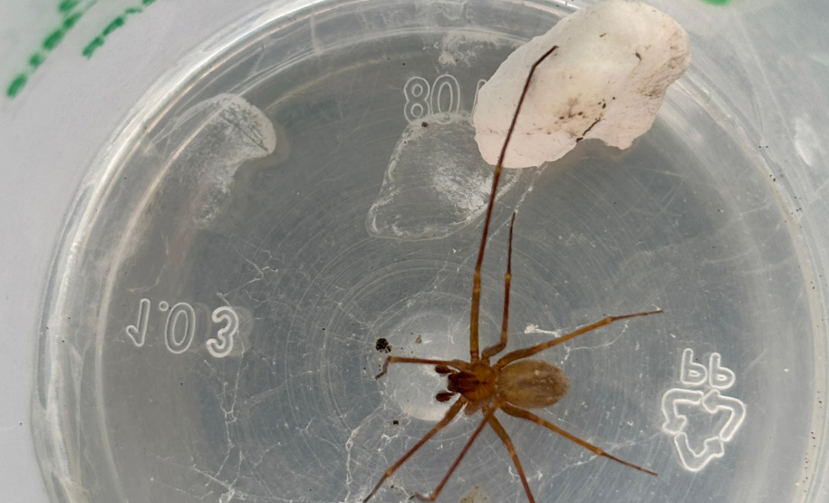 Sesa alerta para cuidados com animais peçonhentos durante o verão