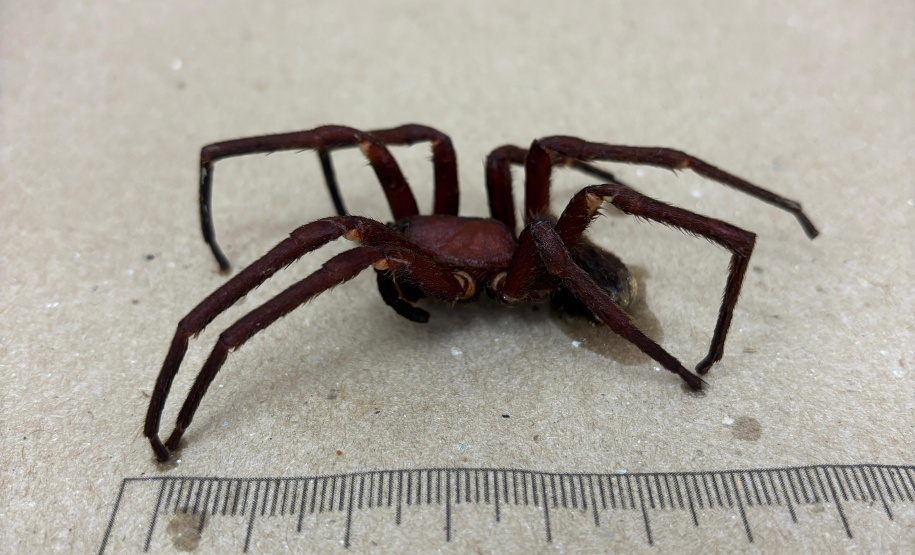 Sesa alerta para cuidados com animais peçonhentos durante o verão