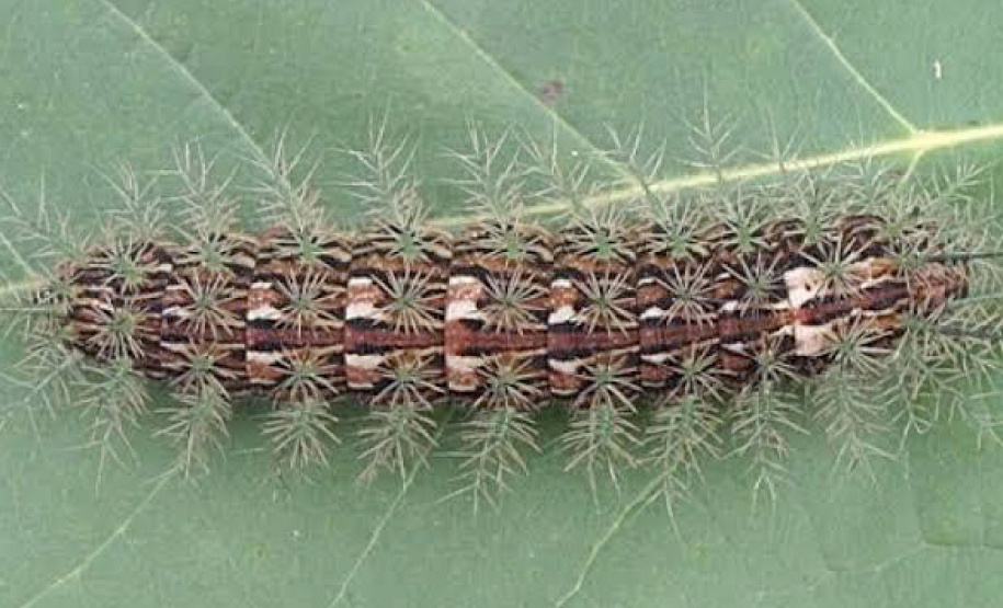 Sesa alerta para cuidados com animais peçonhentos durante o verão