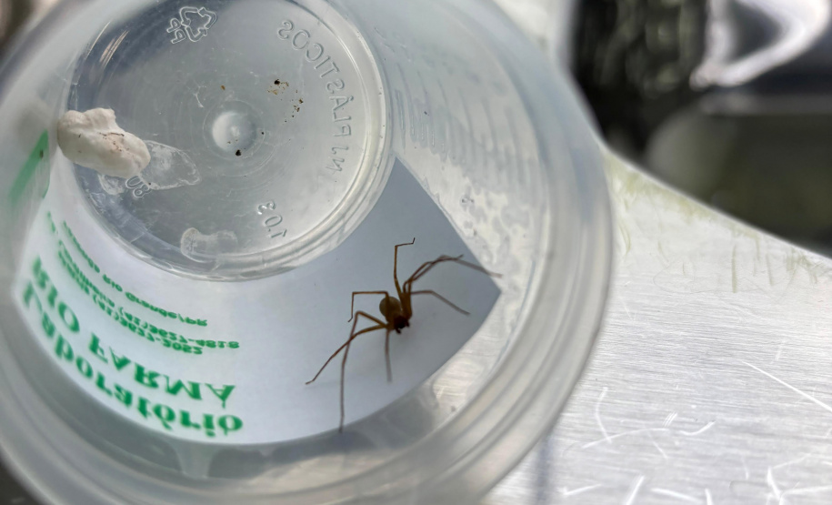 Sesa alerta para cuidados com animais peçonhentos durante o verão