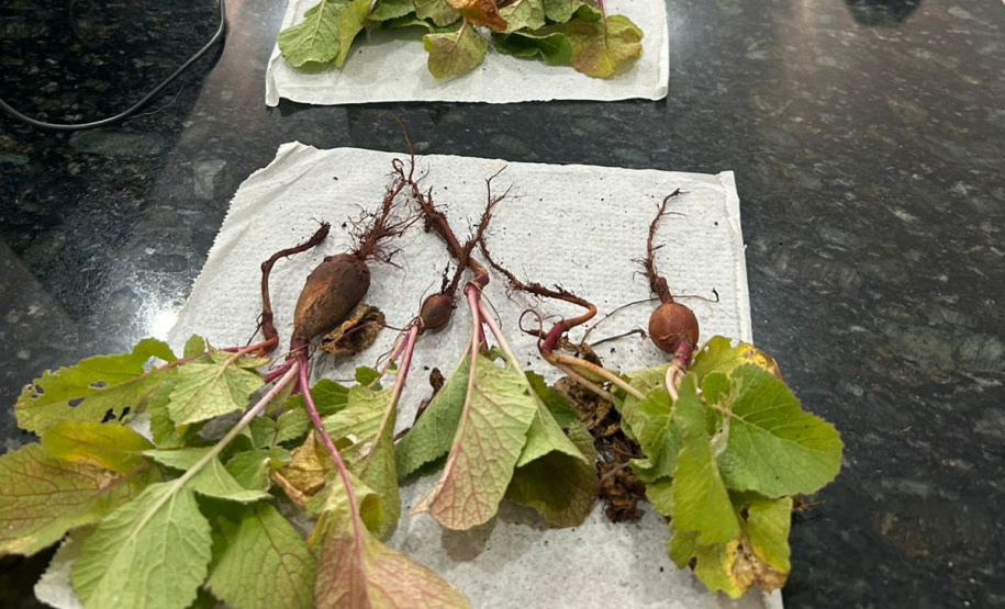 UNIOESTE TRANSFORMAM CABELO EM ADUBO