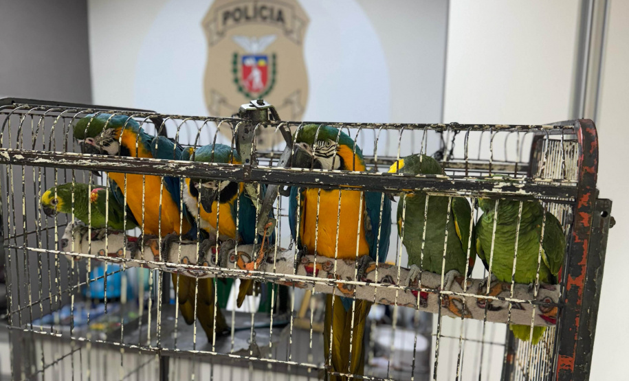 PCPR resgata seis aves vítimas do tráfico de animais em Curitiba