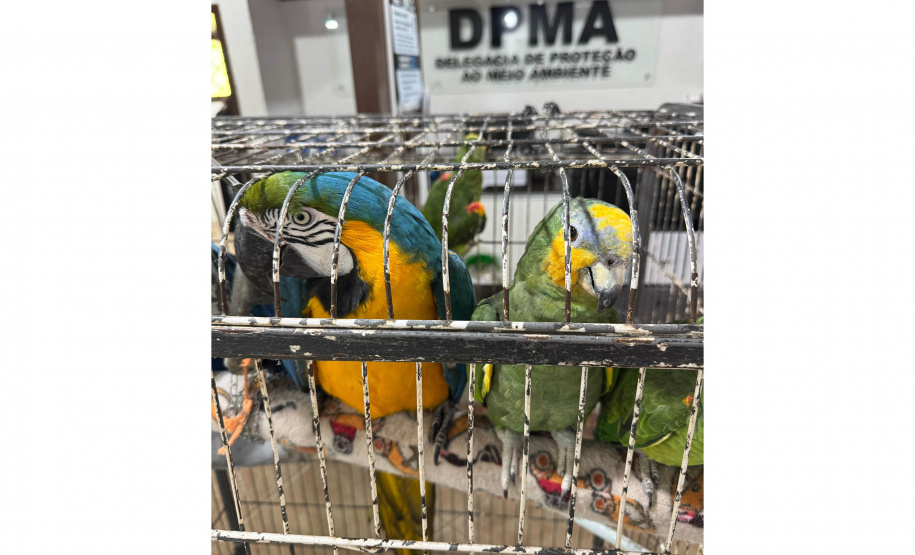 PCPR resgata seis aves vítimas do tráfico de animais em Curitiba