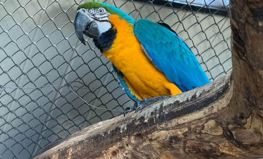 PCPR resgata seis aves vítimas do tráfico de animais em Curitiba