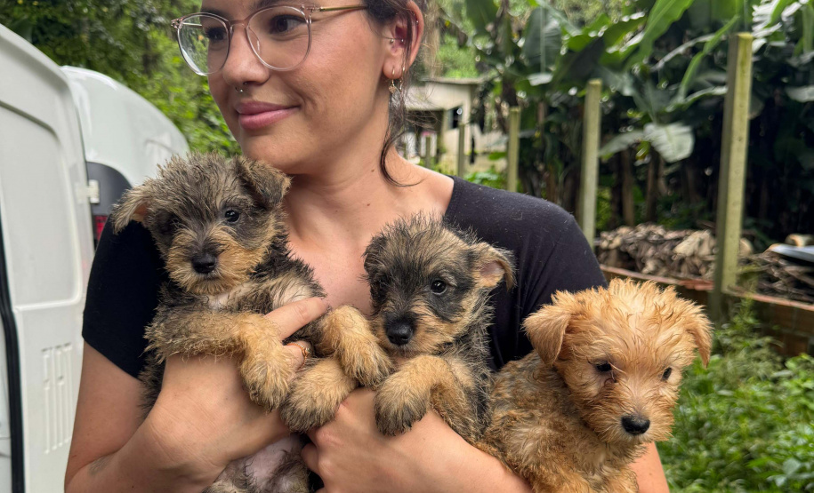 PCPR resgata mais de 130 cães vítimas de maus tratos e prende mulher em flagrante em Bocaiuva do Sul