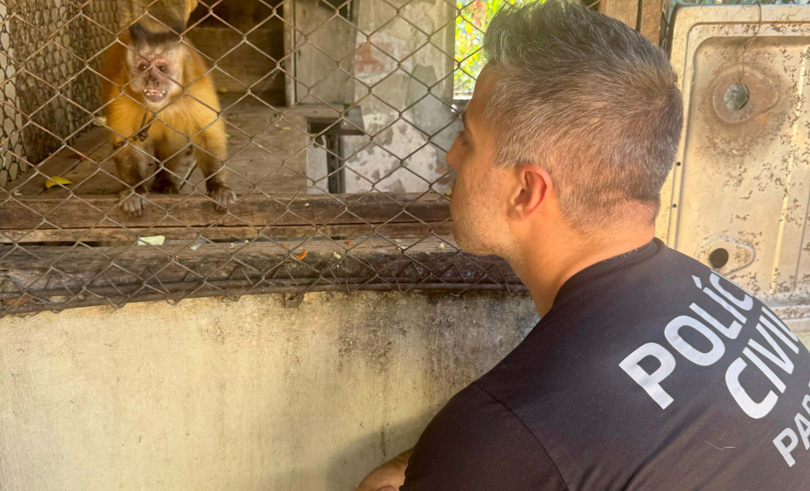 PCPR resgata macaco-prego que viveu 31 anos preso em uma gaiola em Colombo