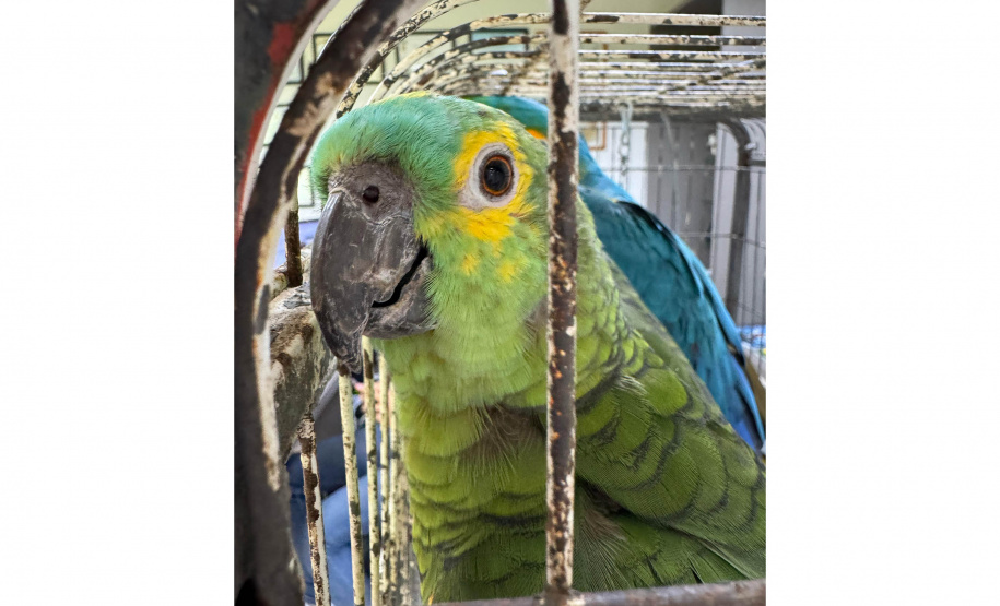 PCPR resgata seis aves vítimas do tráfico de animais em Curitiba
