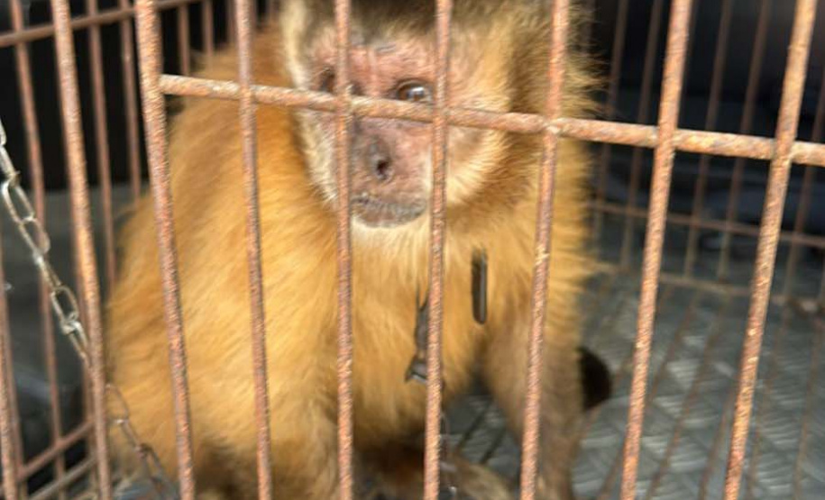 PCPR resgata macaco-prego que viveu 31 anos preso em uma gaiola em Colombo