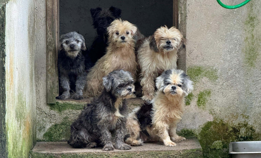 PCPR resgata mais de 130 cães vítimas de maus tratos e prende mulher em flagrante em Bocaiuva do Sul