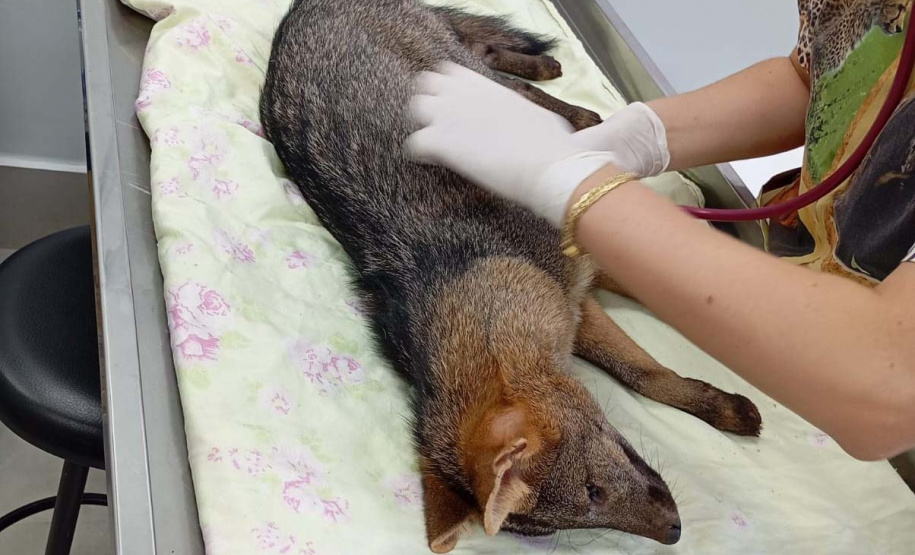Cachorro-do-mato encontrado feriado em Toledo passa por tratamento e reabilitação no CAFS de Cascavel.