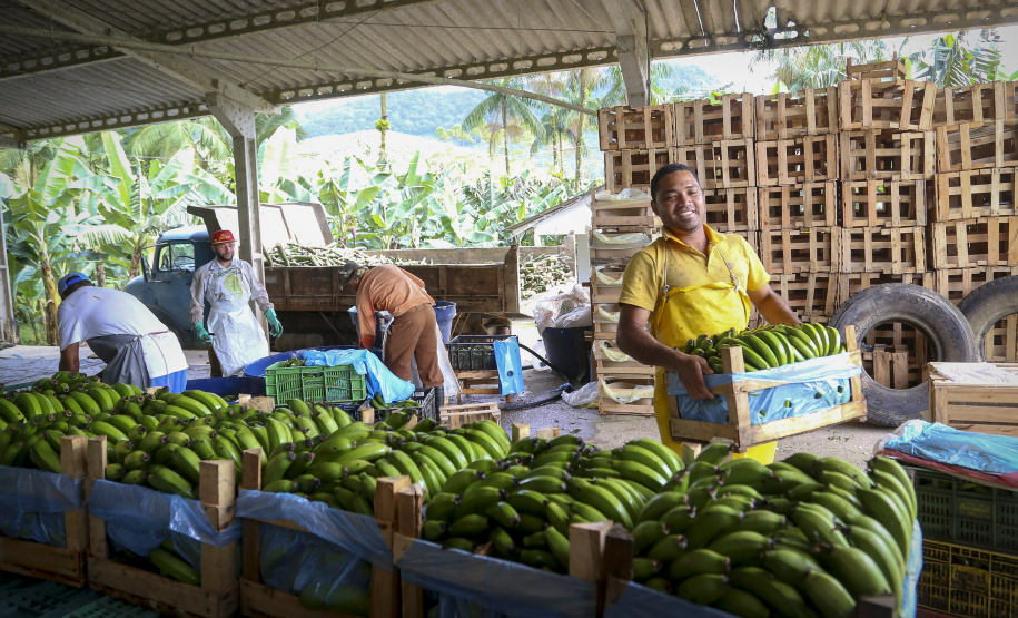 -Chuvas fortes podem provocar perda de qualidade em banana do Litoral