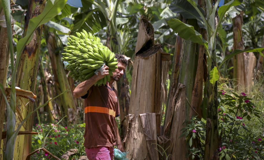 -Chuvas fortes podem provocar perda de qualidade em banana do Litoral