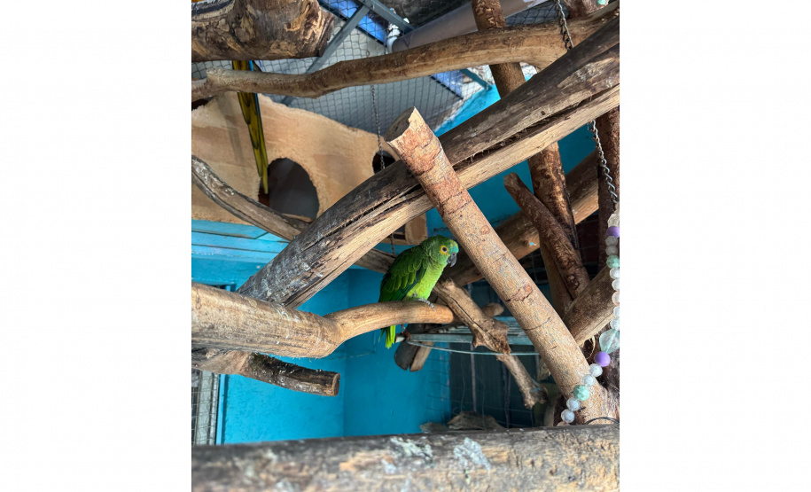 PCPR resgata seis aves vítimas do tráfico de animais em Curitiba