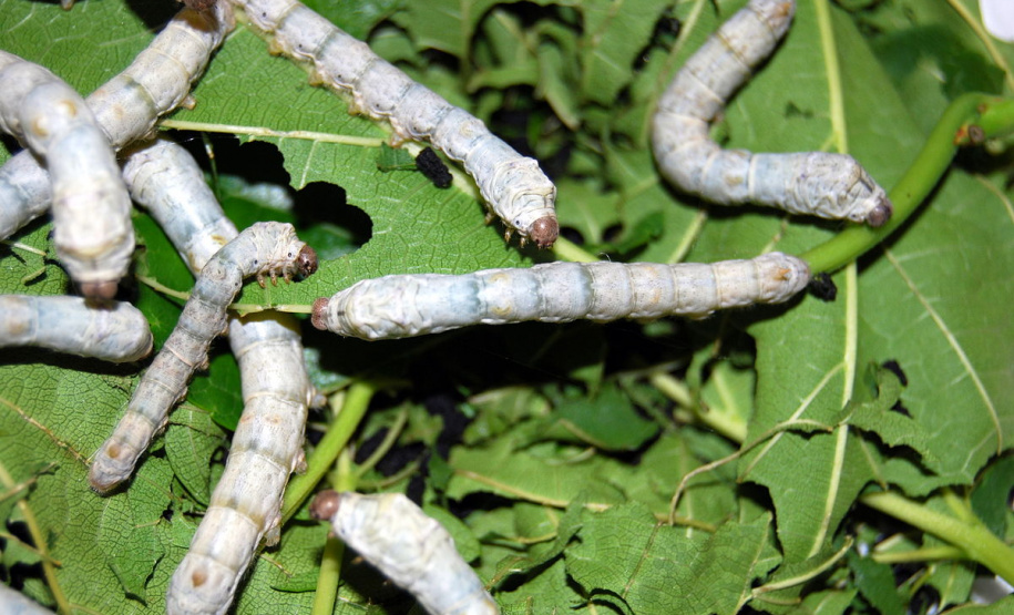 Interessadas em participar do Concurso Seda Paraná tem mais uma semana para inscrição