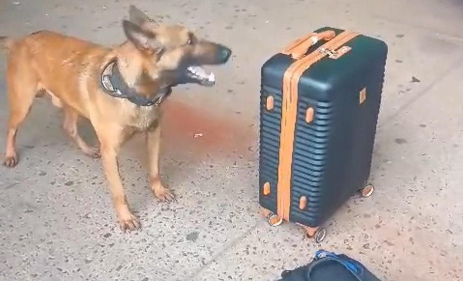 PMPR apreende 19 quilos de maconha na rodoviária de Curitiba